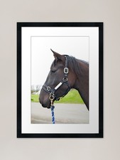 Guinness The Horse Framed Art