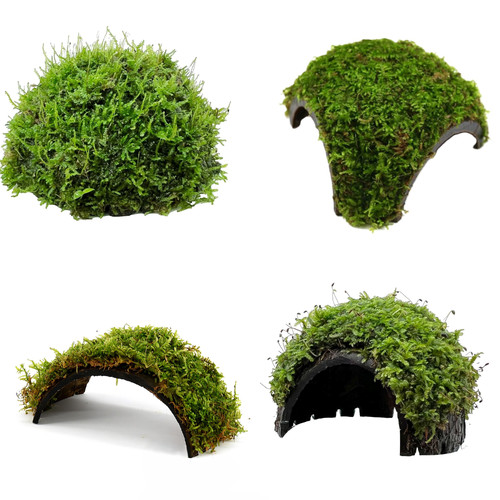 Coconut aquarium decorations - coconut,