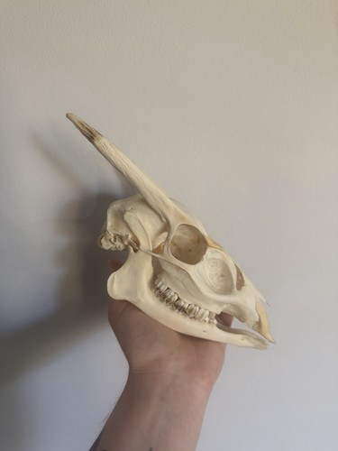 Muntjac buck skull - muntjac,