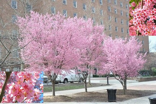 Flowering cherry blossom - flowering,