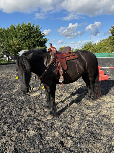 Saddlery circle m - v.h,