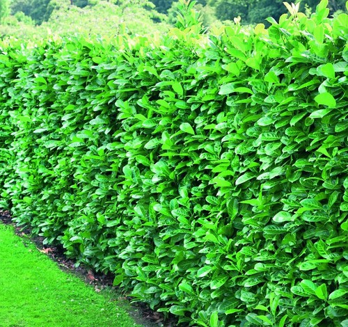 Large 4ft cherry - large, 3-4ft