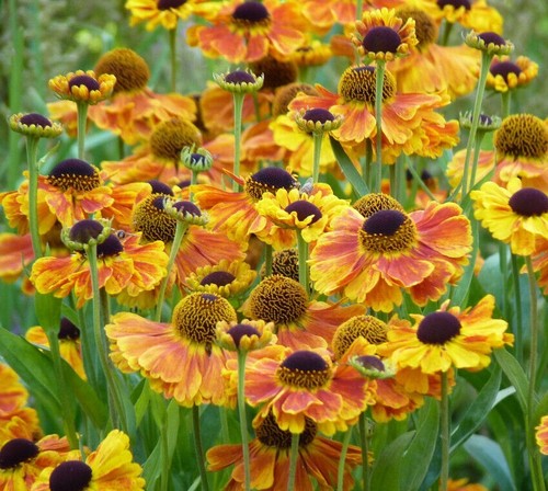 Seeds helenium sahin s - 50,
