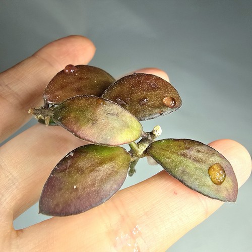 Hoya mini kalimantan - sp,