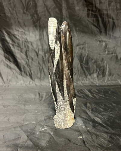 Polished orthoceras sculpture - polished,