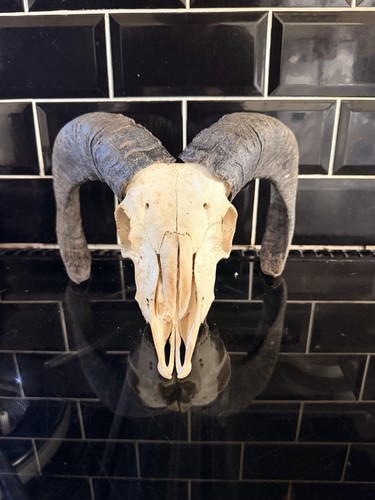 Real bulls skull taxidermy - real,