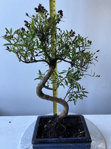 Brush cherry bonsai - brush, (syzygium)