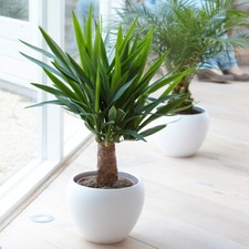 Yucca elephantipes plant - plant,