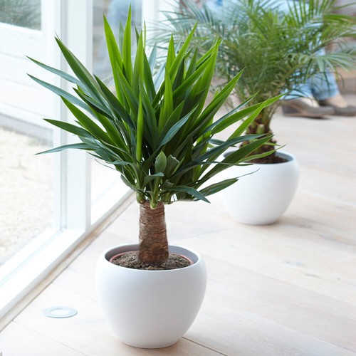 Yucca elephantipes plant - yucca,