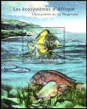 TOGO BL647 - Cichlid Fish "Tropheus kiriza" (pb63274)