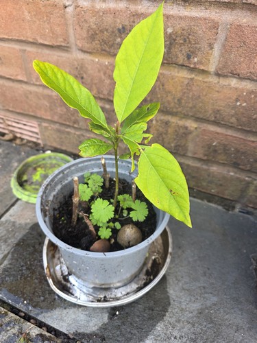 Avocado plant seedling healthy - plant,