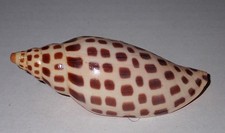 88 mm RARE GREAT Scaphella Junonia Volute Seashell #AJ1 From Gulf Of Mexico