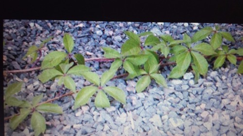 Live virginia creeper