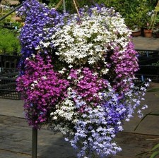 Lobelia mini plug plants