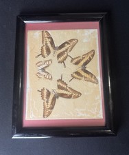 Vintage Framed Real Butterfly