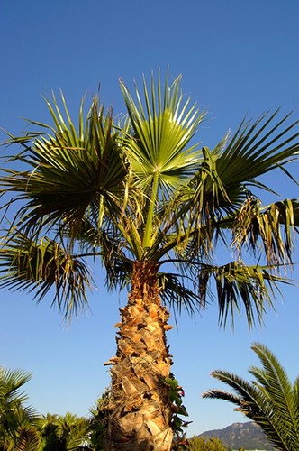 Washingtonia robusta mexican - washingtonia, (mexican