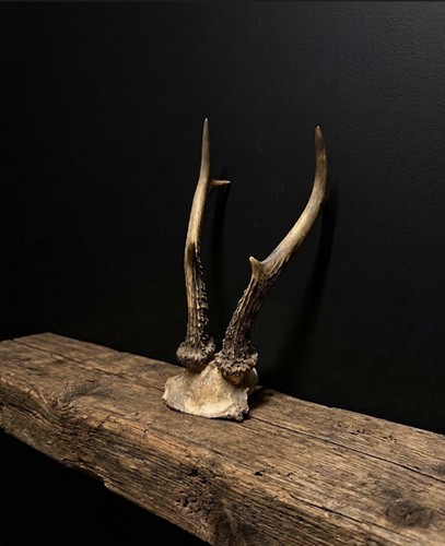 Real deer antlers skull - real, cap