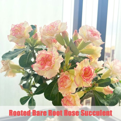 Rooted bare root - desert, rose