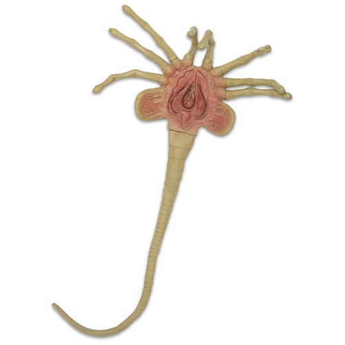 Alien life size - size, facehugger