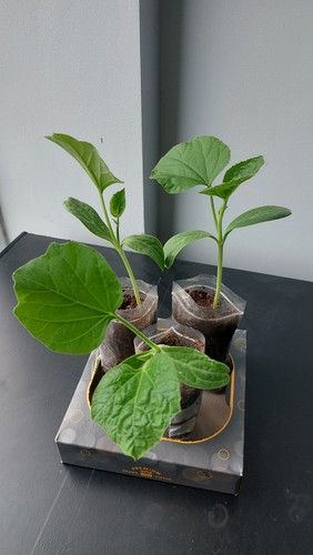 Kodu bottle gourd - kodu,