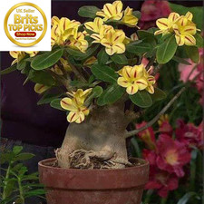 Desert Rose Bulbs for Planting