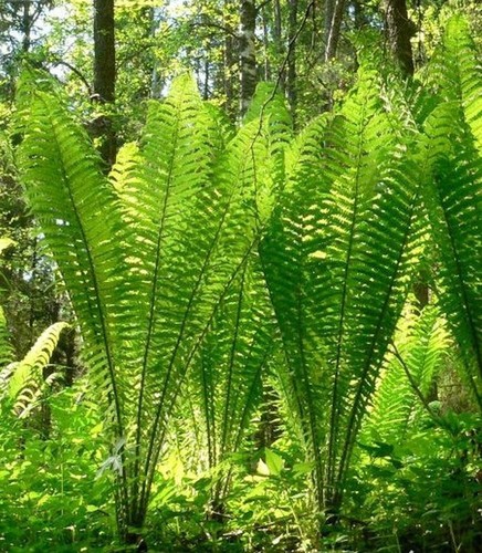 Gigantic xxl shuttlecock fern - xxl,