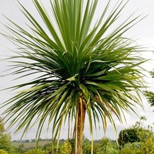 FLOWER - CORDYLINE AUSTRALIS -