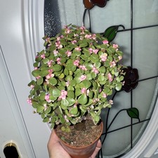 Jade Leaf Succulent Plant 5-7