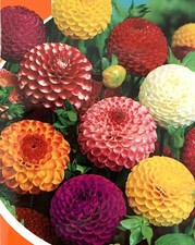 50 x DAHLIA  POM POM MIX