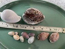 Cowrie  shells, from a vintage