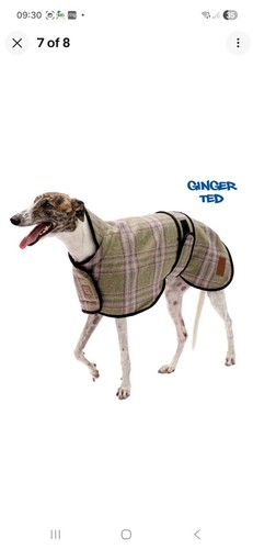 Ginger ted tweed greyhound - ted,