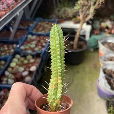 Succulent Euphorbia plant