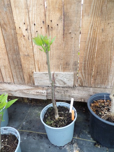 Catalpa bignoniodes - catalpa,
