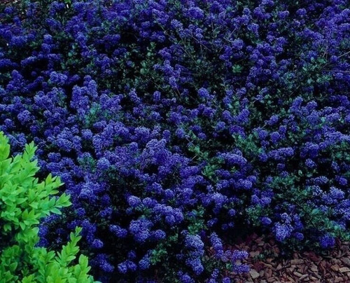 Ceanothus blue sapphire - ceanothus, sapphire’