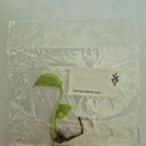 Monstera lemon lime full - monstera,