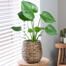 Unique Monstera Swiss Cheese Plant Indoor Premium Plant Gift (30-40cm Incl. Pot)