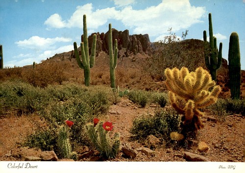 Desert fpg delicate beaver - delicate,,