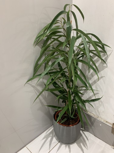 Ficus all indoor plant - ficus, 70-80cm