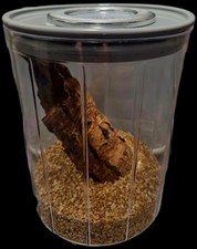 (M) Stick insect, Praying