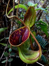 Nepenthes Lowii Trusmadi 🌱