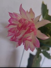 Schlumbergera Cactus Pink &