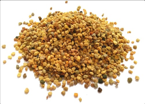 Shrimp food pure organic raw - shrimp,