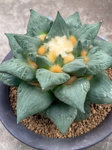 14cm rare plant - rare,