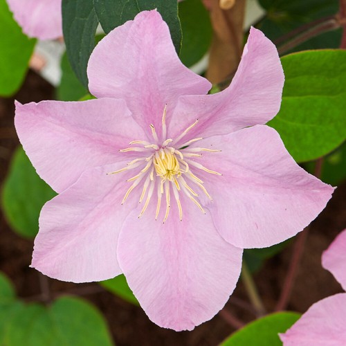 Flowering climbers clematis - flowering, climbers,