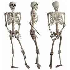 165CM Life Size Human Skeleton