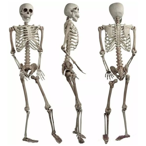 165cm life size human skeleton - life,