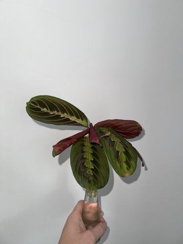 Red mantra prayer house - house, plant