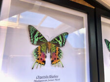 Framed butterfly x1  madagascan sunset moth | 19cm black wood box frame