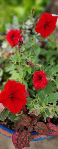 Red wave petunia flower - wave,