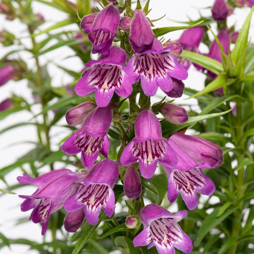 Penstemon harlequin violet - penstemon,